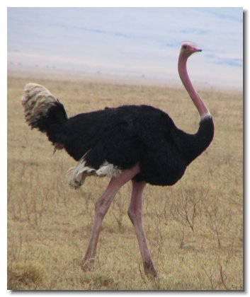 TA 84 - Male Ostrich 2